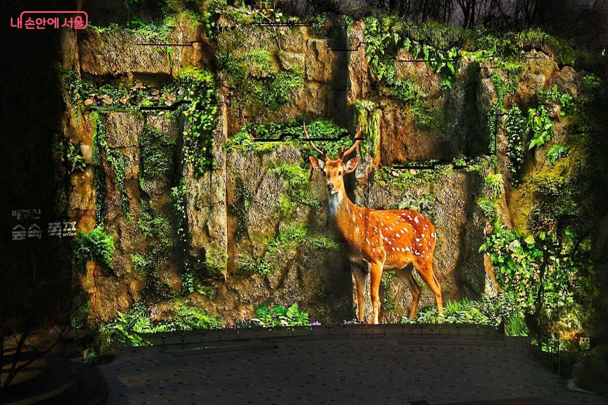 폭포의 암벽과 조화를 이룬 숲속의 사슴 &copy;조현정