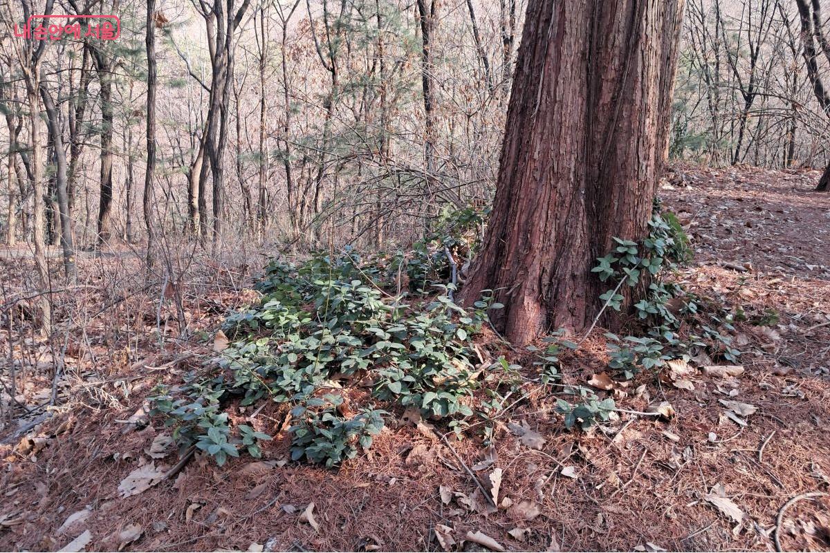 산불의 아픔 속에서도 강인한 생명력을 보여주듯 고사목 발치에 돋아난 어린 묘목들 &copy;장형진