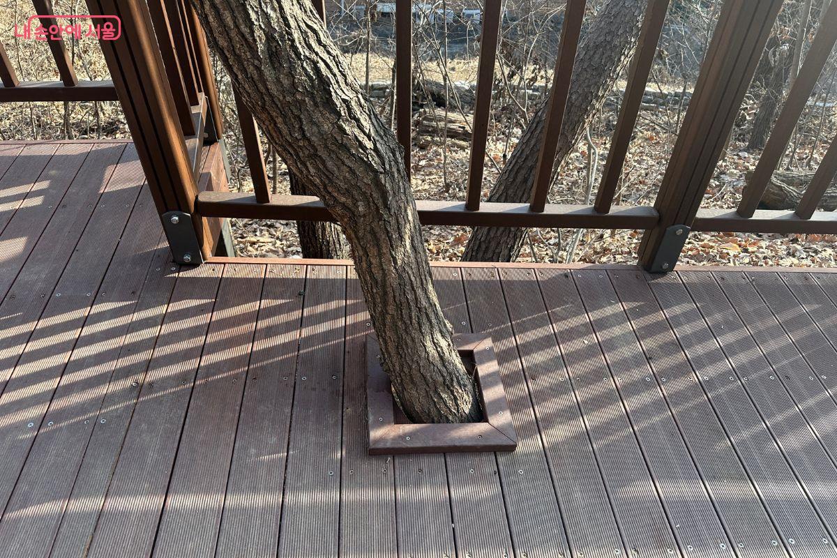 무장애숲길이 설치되는 공간의 기존 나무를 최대한 보존했다.&copy;김재형