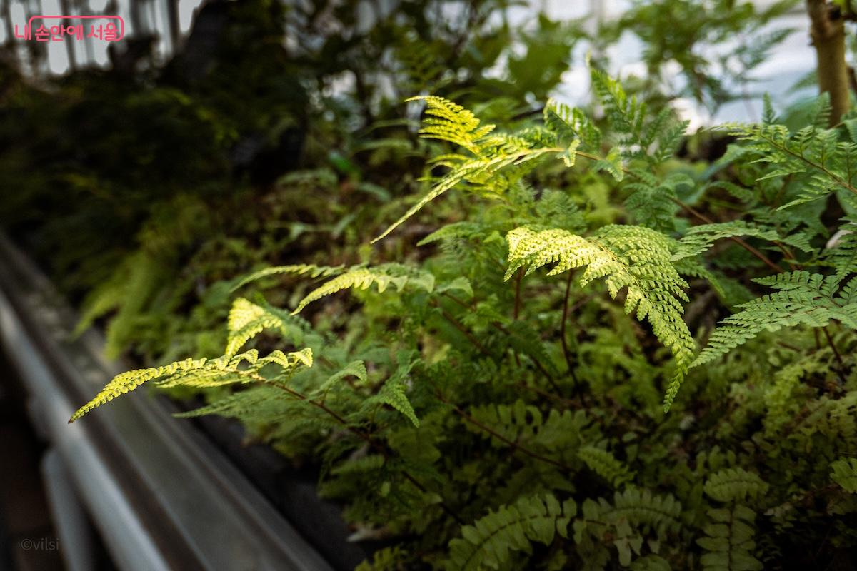 꽃은 보여주지 못하지만 포자로 번식하며 지구에서 오래 생존해왔던 원시식물의 모습을 엿볼 수 있는 고사리도 볼 수 있다