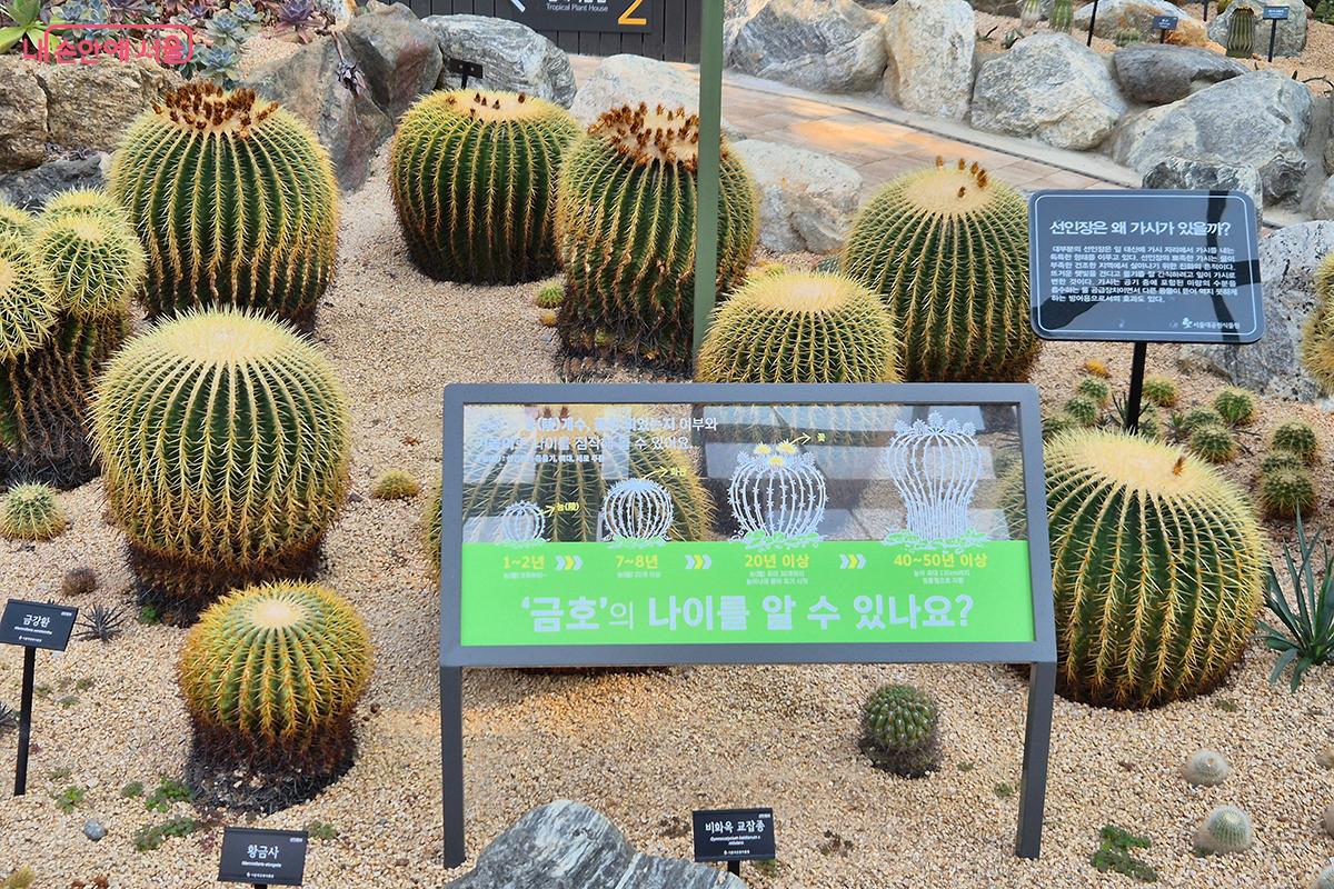 멕시코가 원산지이며 &lsquo;부&rsquo;를 가져다준다는 의미를 가진 희귀 선인장 &lsquo;금호&rsquo; &copy;정향선