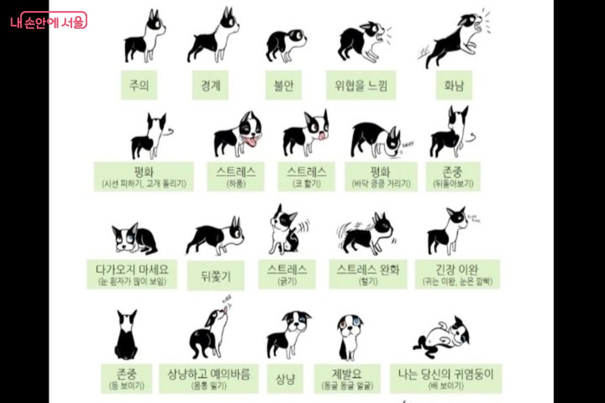 반려견에 대한 기본적인 내용만 알아도 반려견의 상태를 이해하기 쉽다. ⓒ 반려동물시민학교