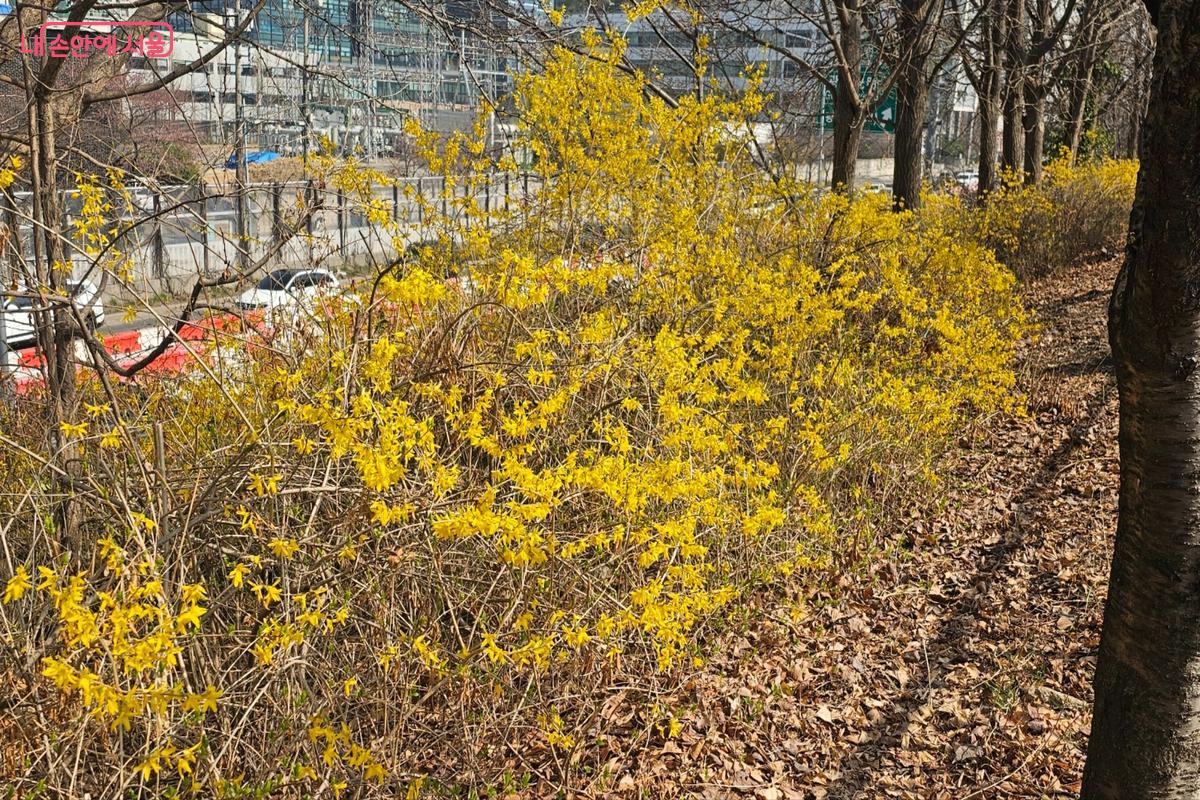 노란 개나리가 만개하며 봄의 시작을 알리는 안양천 주변 풍경 &copy;김도희