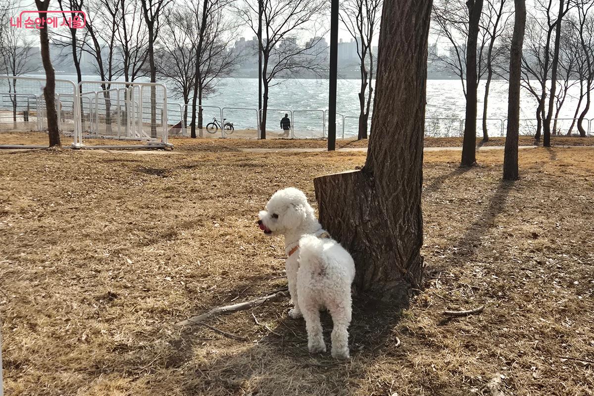 반려동물이 한강을 바라보며 여유롭게 산책하고 있다. &copy;마가은
