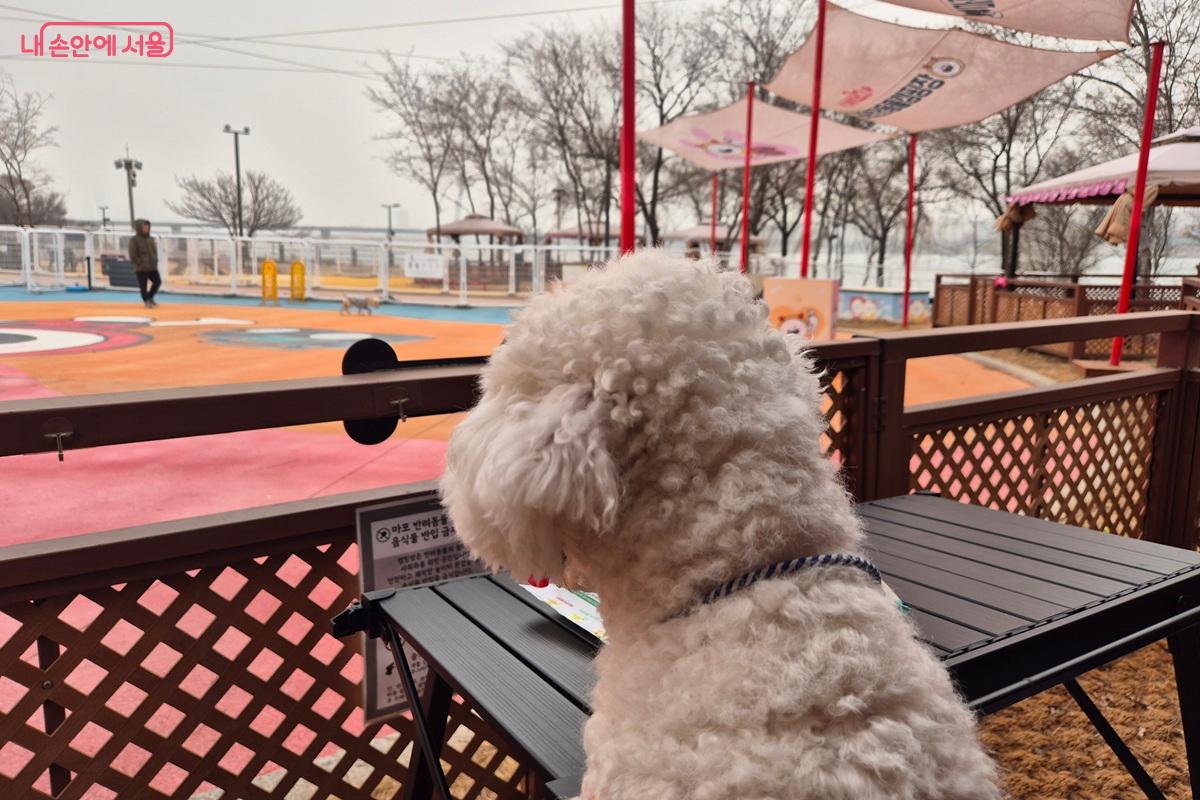 놀다가 지친 반려견은 개별 울타리 내에서 편하게 쉴 수 있다. &copy;마가은