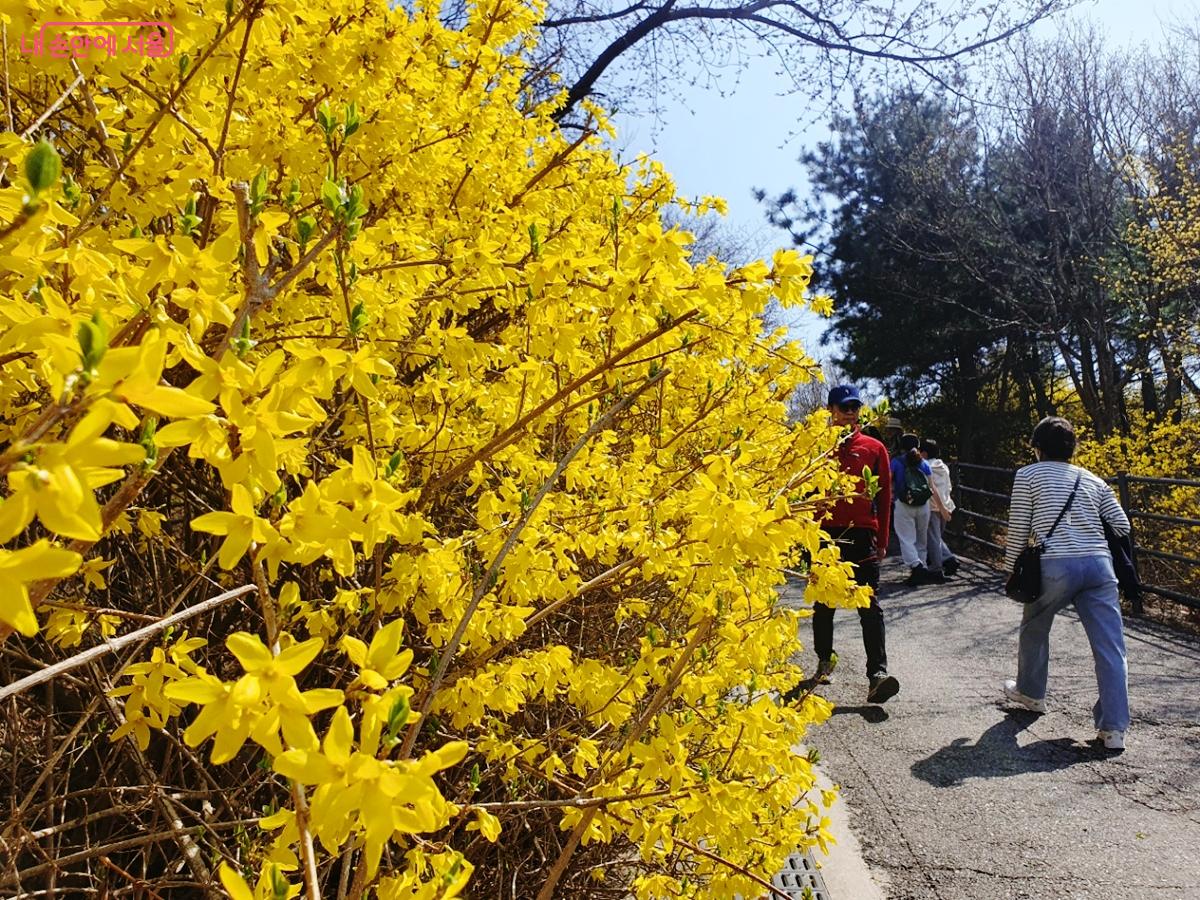 '서울 봄 꽃길 175선' 가운데 공원 꽃길 중 하나로 꼽힌 응봉산근린공원  &copy;김병규