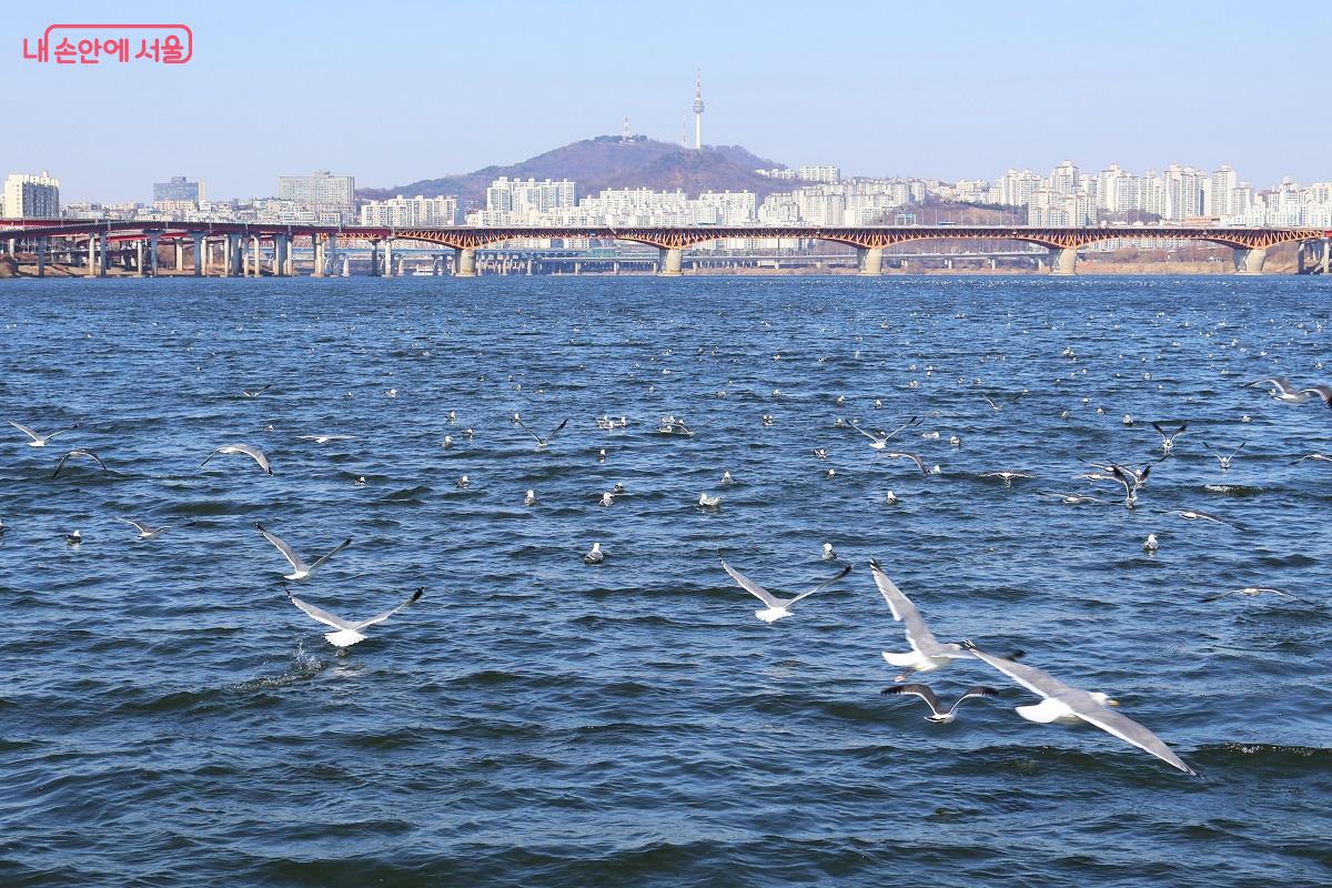 붉은색 성수대교를 배경으로 수많은 갈매기가 한강 위를 날아오르며 생동감 넘치는 장관을 연출한다. ⓒ이봉덕