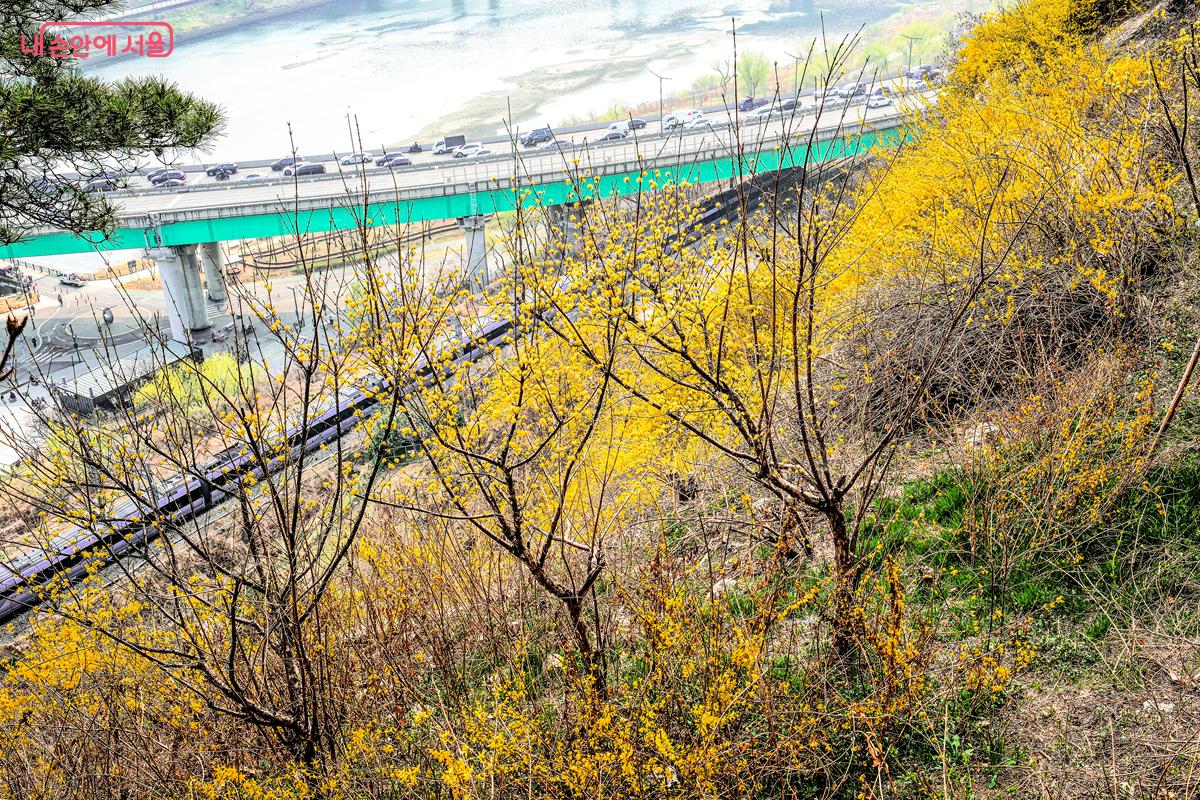 개나리꽃 뒤로 보이는 한강 뷰는 오를 때마다 새롭게 변한다. &copy;박우영