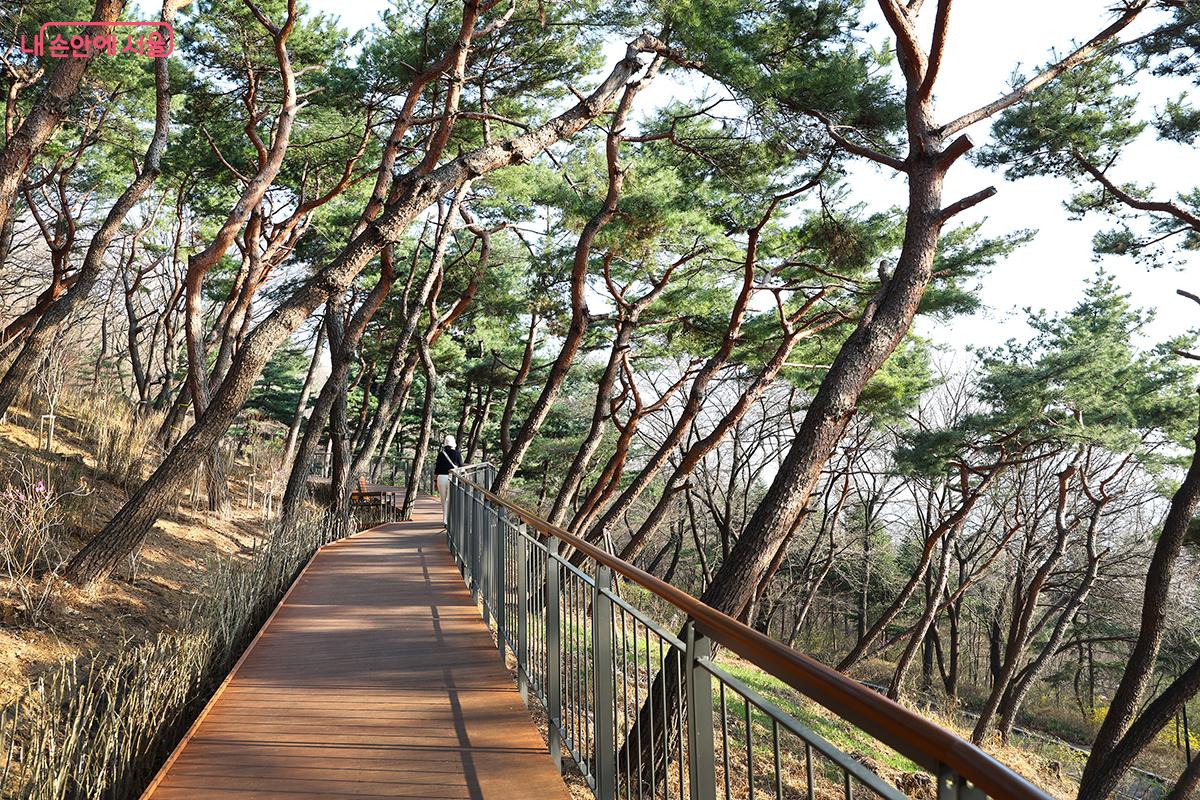 울창하게 이어진 소나무 숲길의 풍경 &copy;김주연