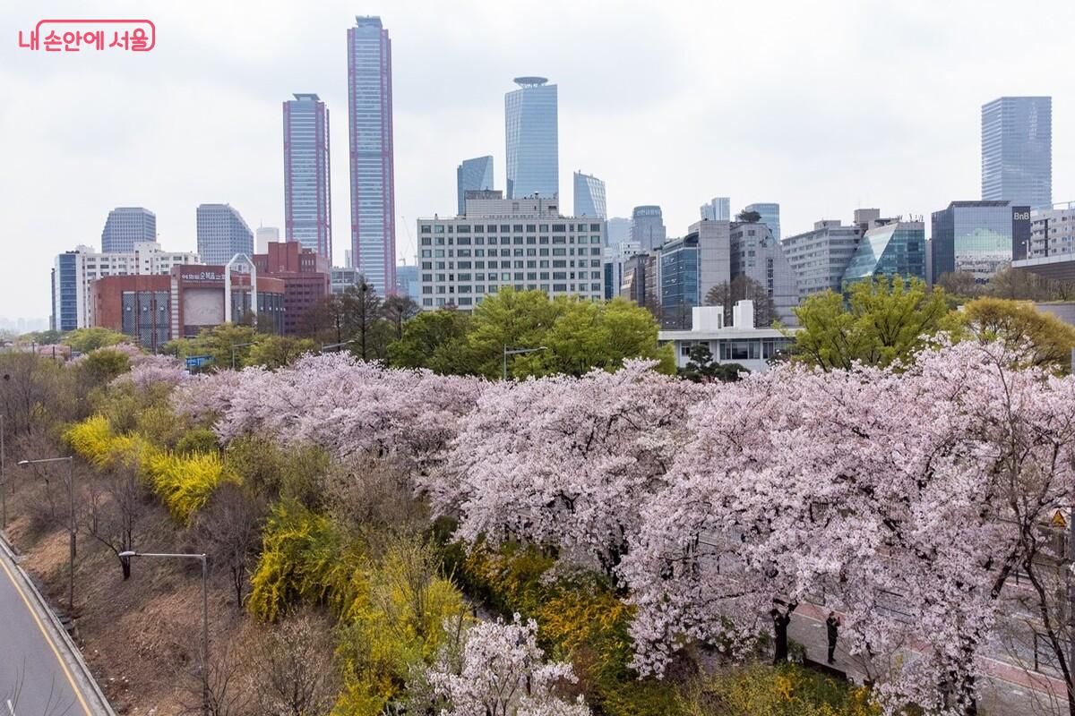 윤중로 벚꽃길 ©서울시