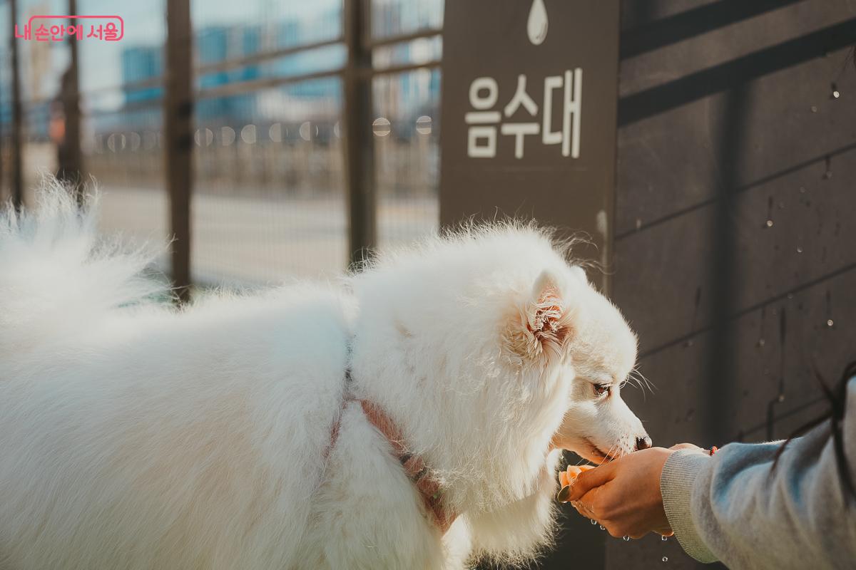 보호자의 손을 거쳐 음수대에서 물을 마시는 하얀 반려견 &copy;김성무