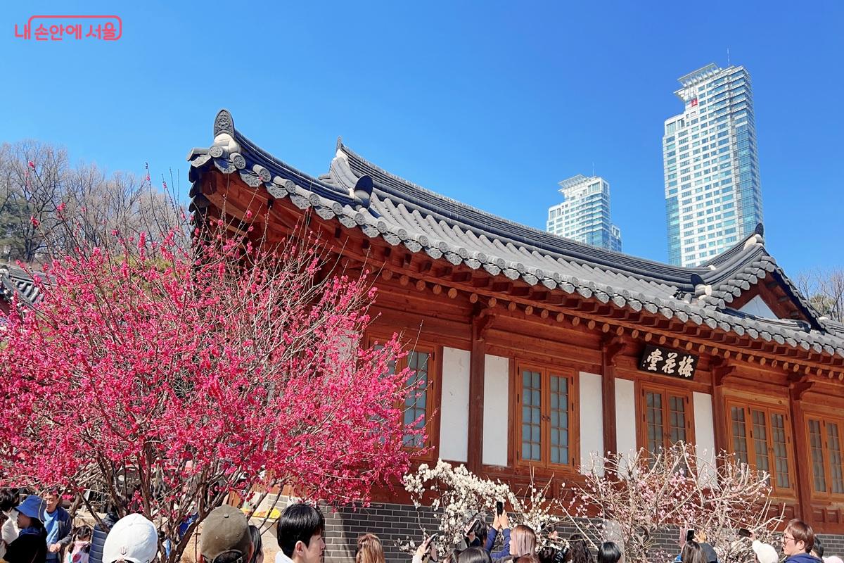 봉은사 매화 명단 매화당 ⓒ백진숙