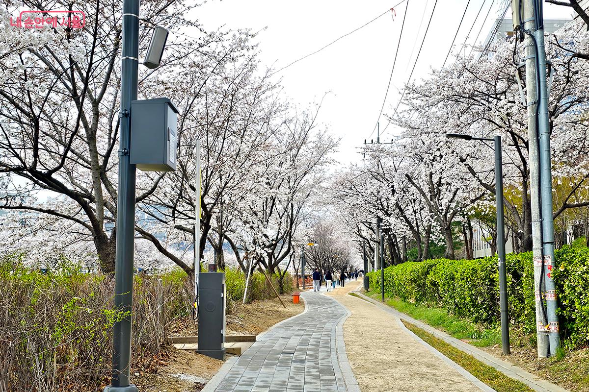 장지천 벚꽃길의 가장 큰 매력은 벚꽃을 구경하며 황톳길을 함께 걸을 수 있다는 점이다. ©백승훈