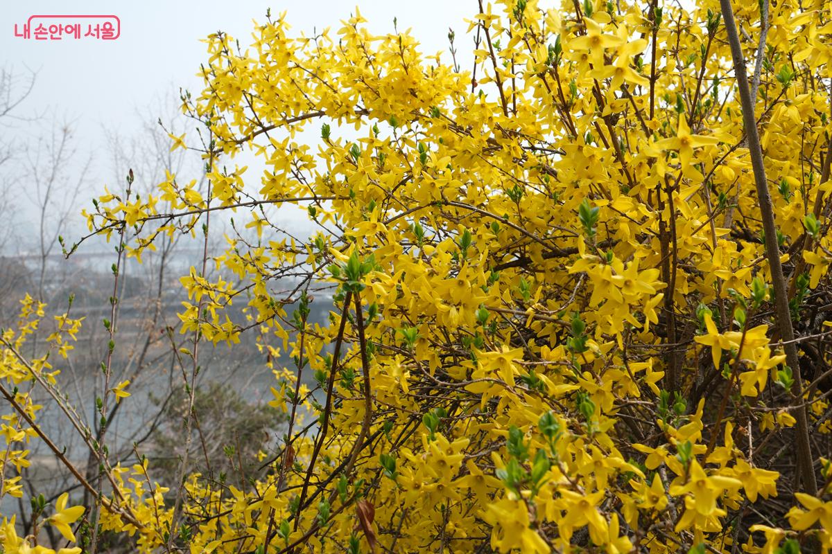가까이에서 바라본 개나리꽃 &copy;박우영