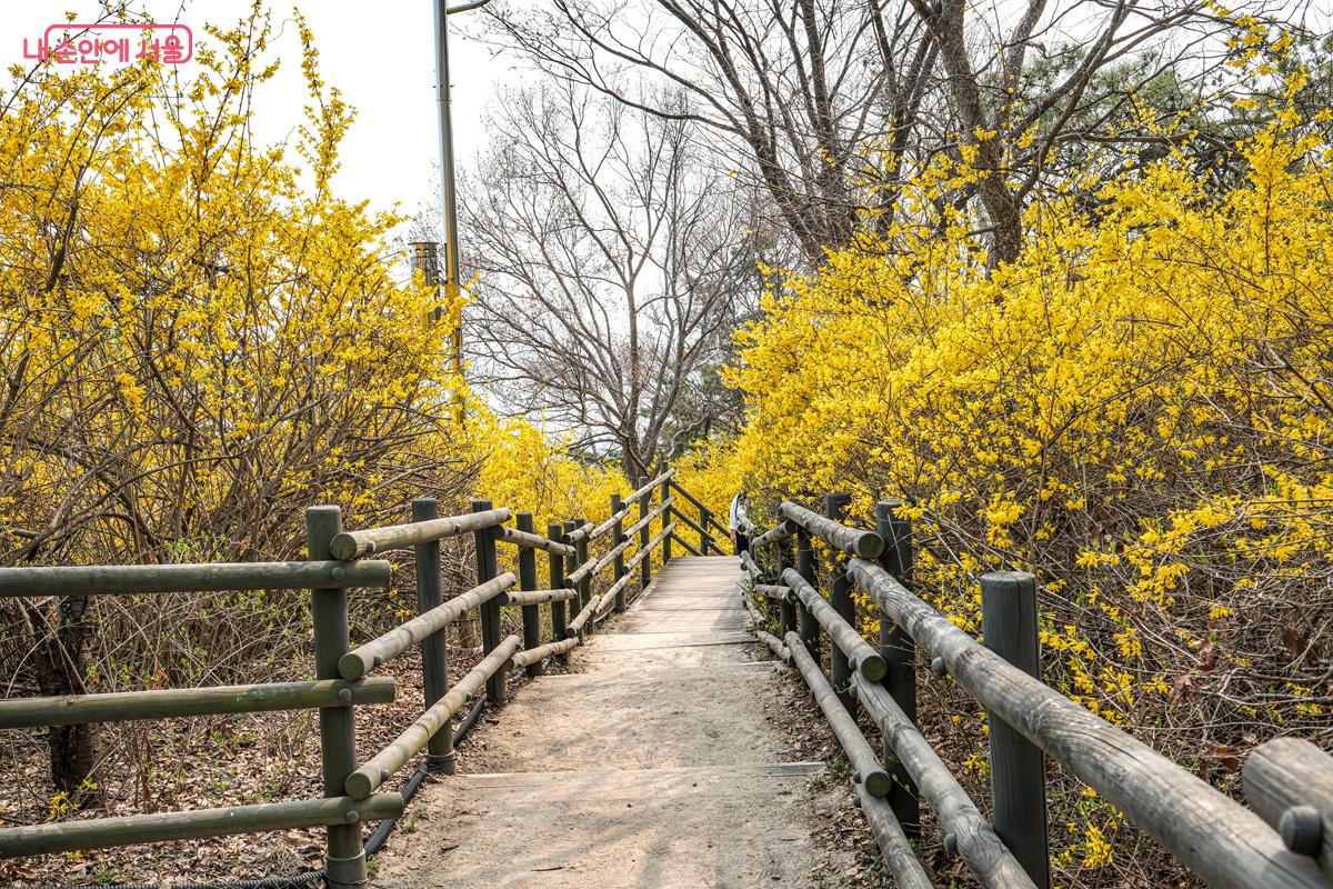 응봉산 정상까지 나무 데크 길이 잘 조성되어 있다. &copy;박우영