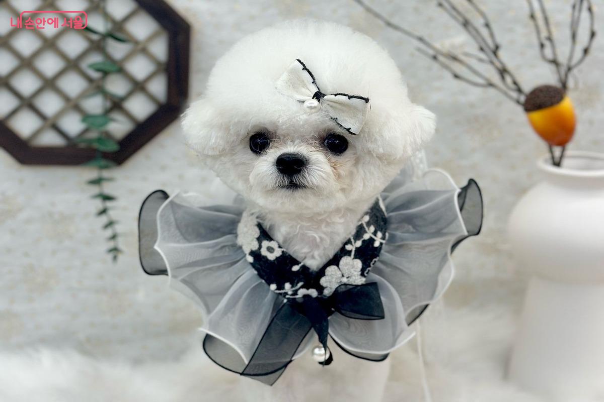 사랑스러운 반려견이 우리 집의 새 가족이 되었다. ⓒ김은주