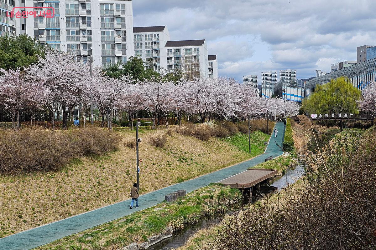 ‘서울물빛나루 15호 장지천 수변감성공원’에 위치한 ‘장지천 벚꽃길’을 찾았다. ©백승훈