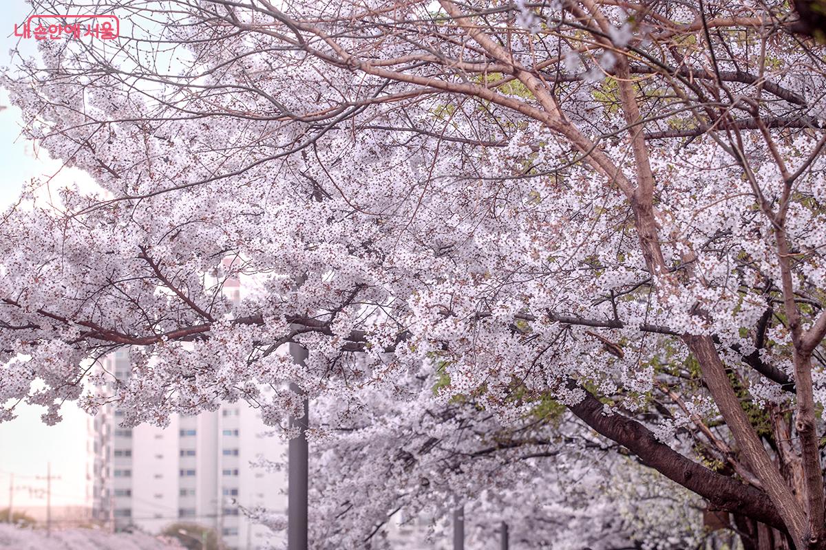 25년도에 촬영한 벚꽃 사진ⓒ장신자