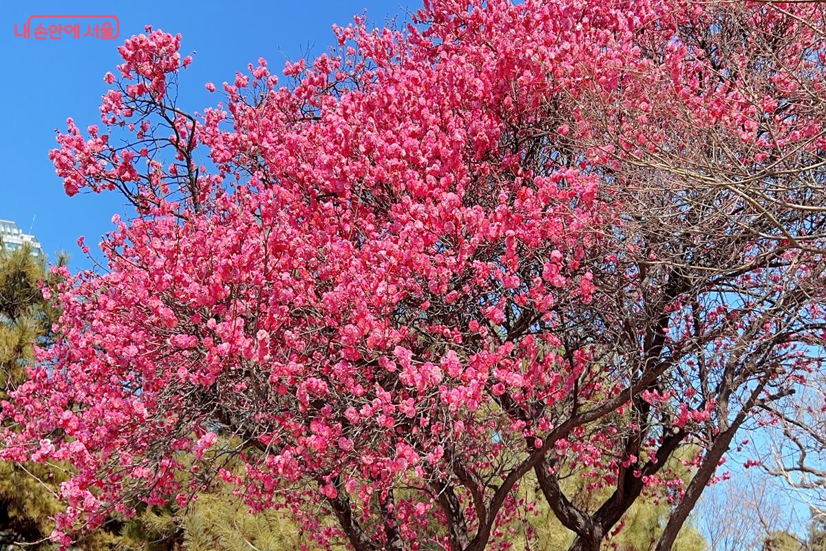 봉은사 주차장 입구의 홍매화 ⓒ백진숙