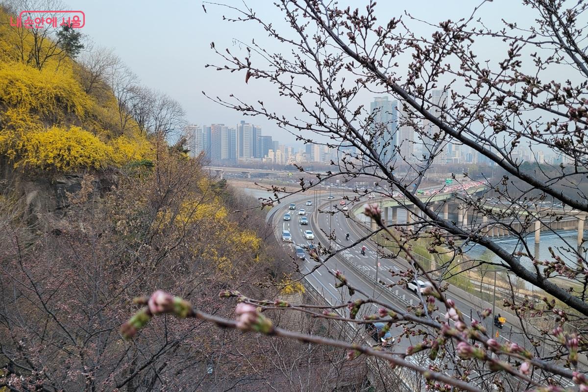 개나리와 벚꽃 몽우리가 함께 어우러진 응봉산 자락 ⓒ조연