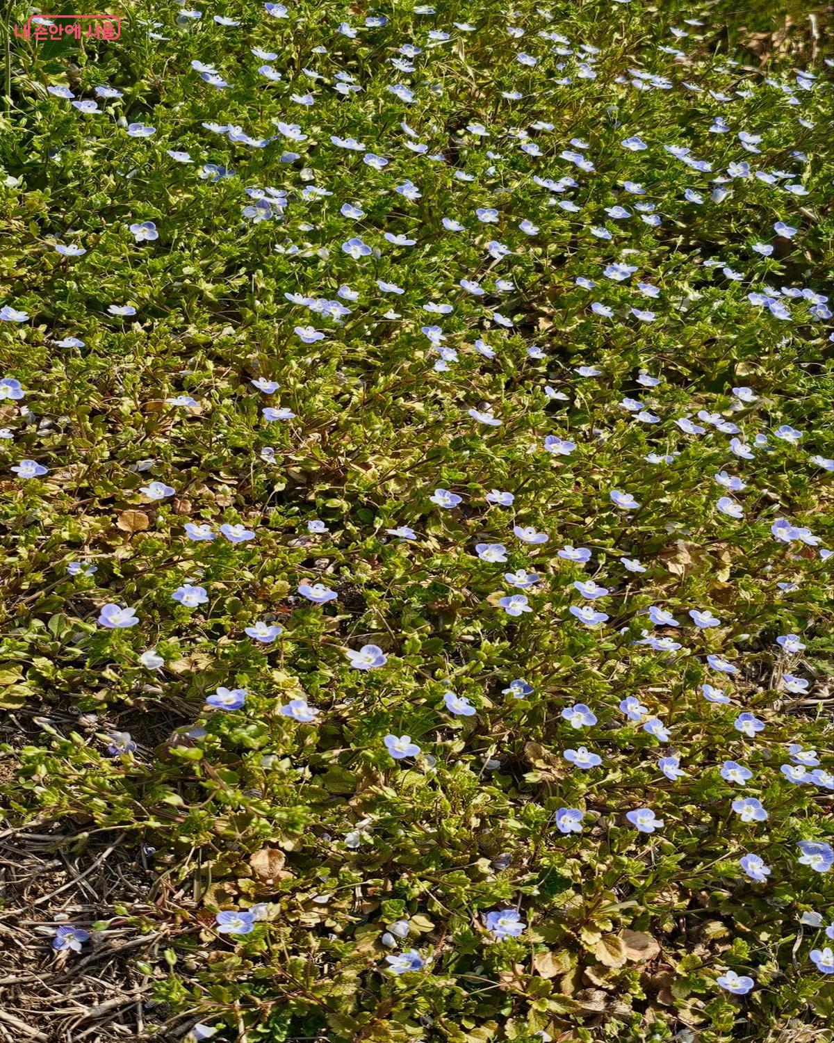 들판 사이 피어난 작은 들꽃, 계절의 변화를 알리는 자연의 신호 &copy;김도희