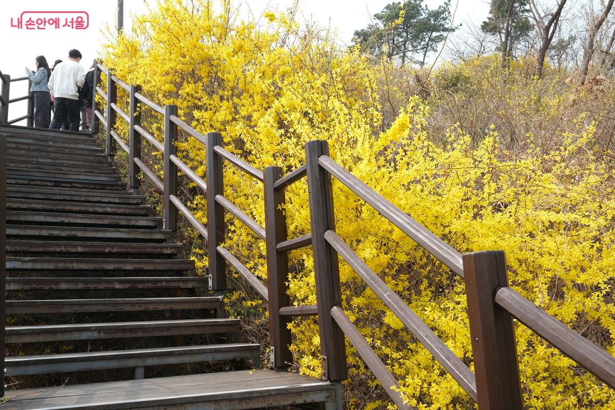 응봉산 나무 데크 계단 초입부터 노란 개나리가 만개해 있다. &copy;박우영