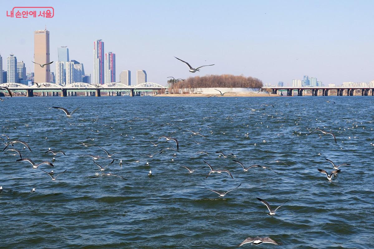 한강대교와 노들섬 뒤로 여의도의 고층 빌딩 숲이 펼쳐진다. ⓒ이봉덕