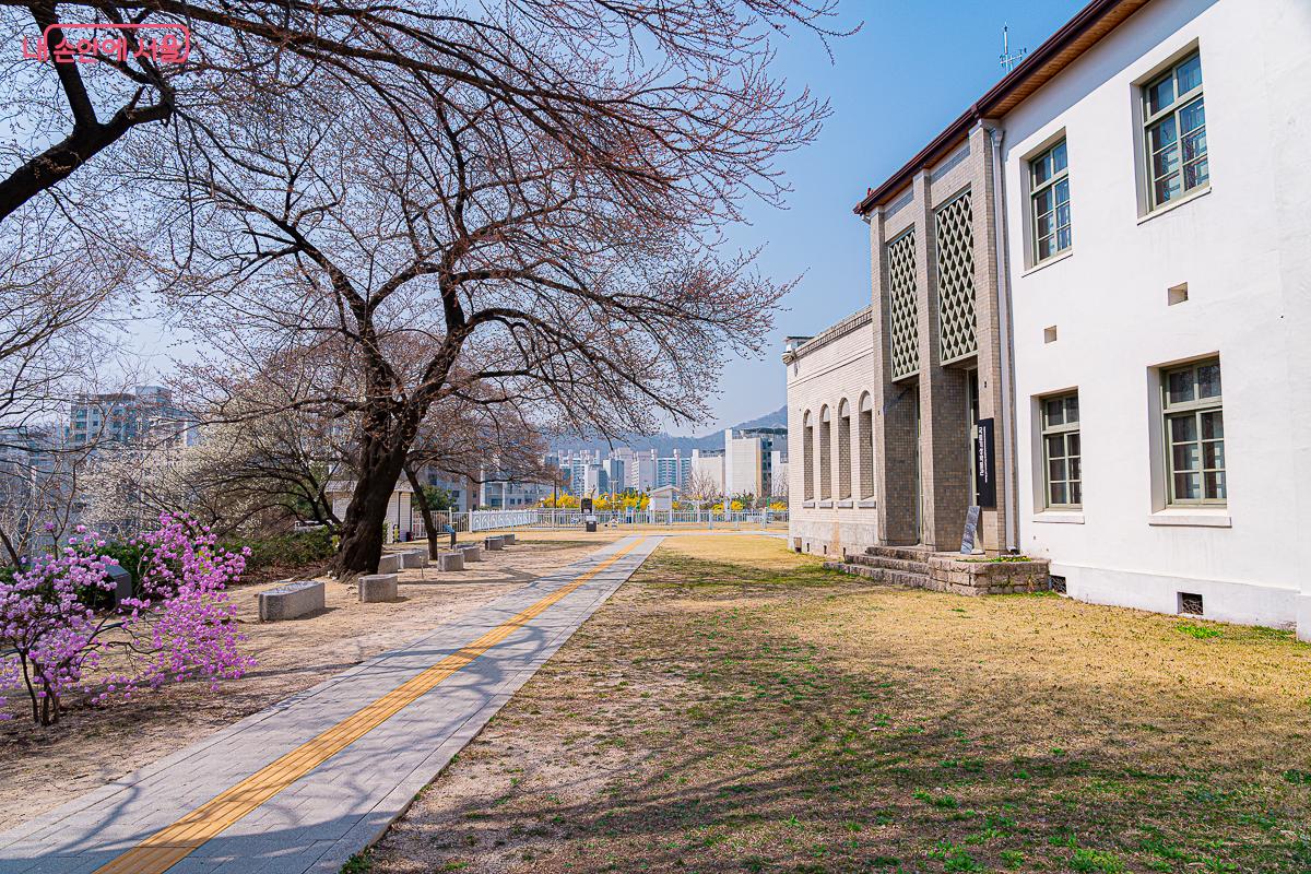 국립기상박물관에는 서울 벚꽃의 개화를 알리는 표준목이 있다. ©김지연