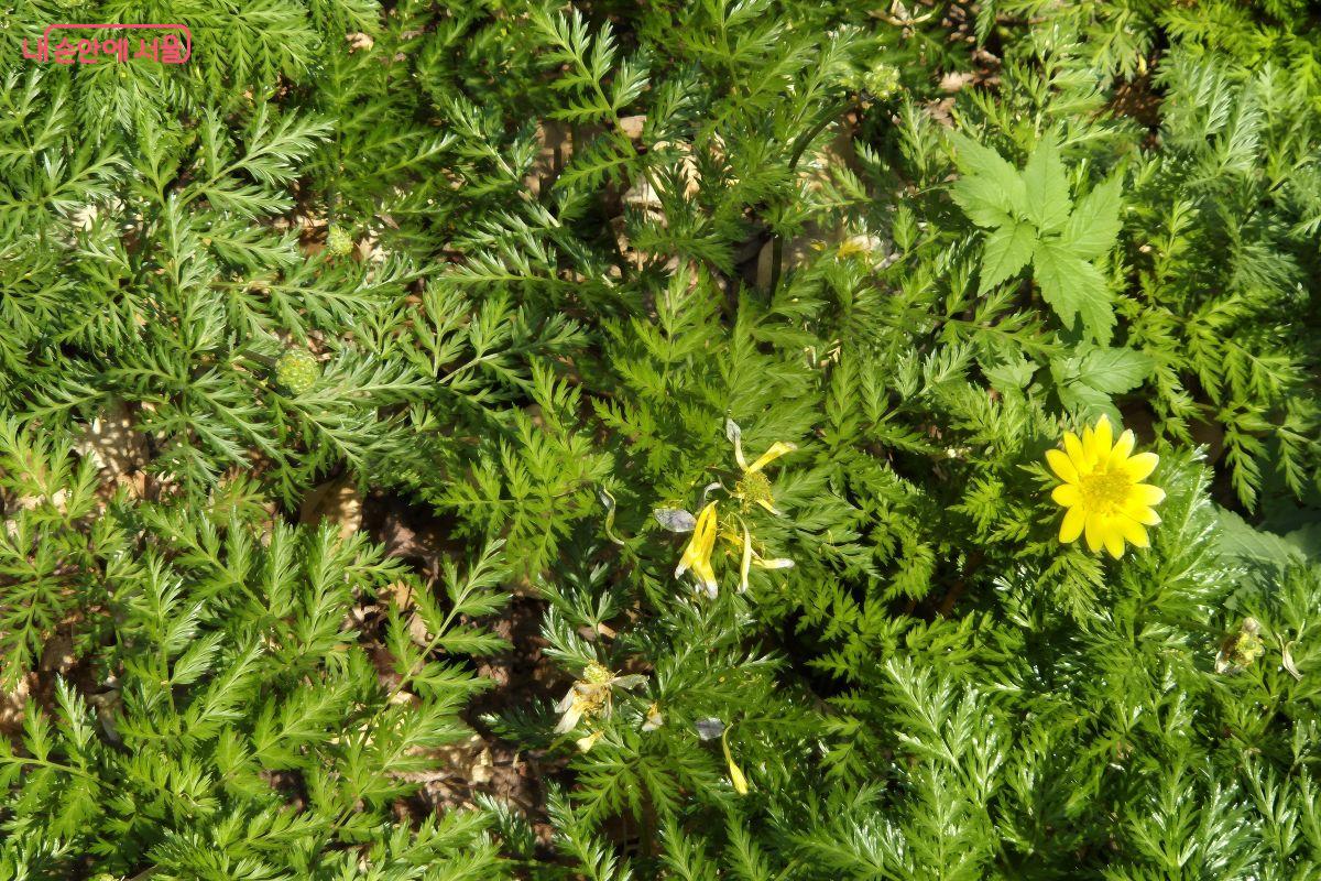 홍릉 8경 중 복수초는 가장 먼저 피는 봄꽃이다. ©조현정