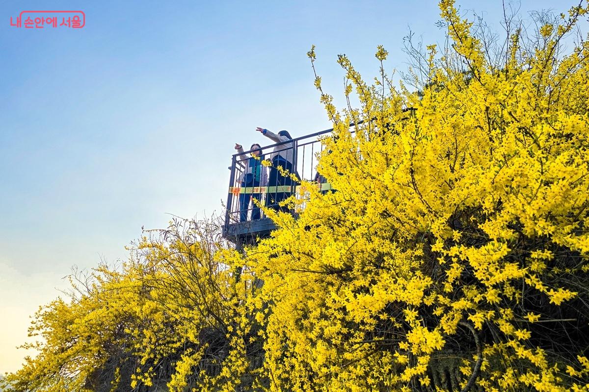 전망대 아래를 가득 채운 개나리 군락과 그 위에서 풍경을 감상하는 방문객들의 모습