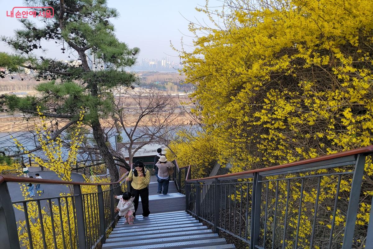 응봉산 개나리 산책로 계단을 오르내리고 있다. ⓒ조연