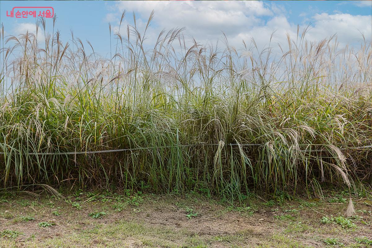 하늘공원 억새풀 ⓒ장신자