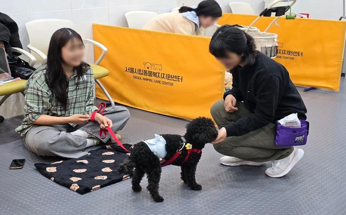 우리집 강아지 교육 고민된다면 무조건 신청! 무료 '반려동물 시민학교'