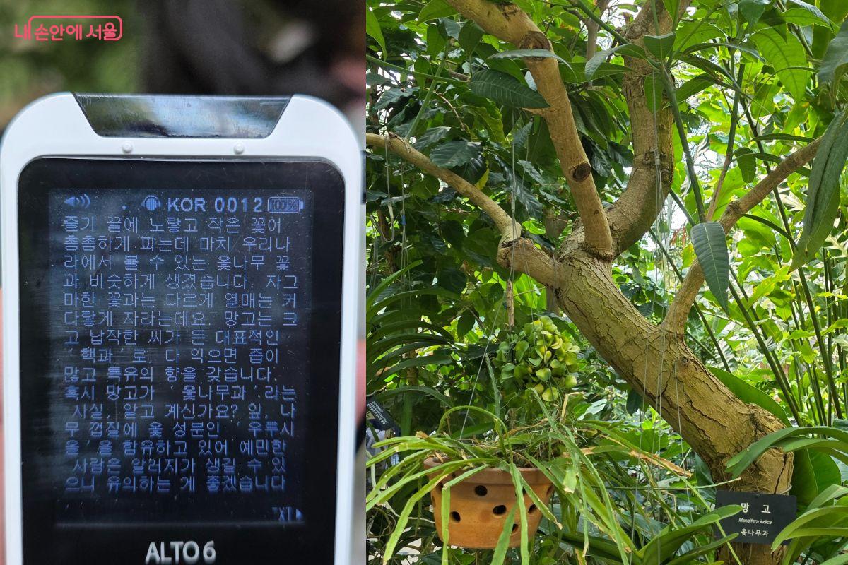 오디오 가이드는 식물 이름에 대한 유래부터 특징까지 자세히 설명해주어 더욱 흥미로운 관람이 가능하다.