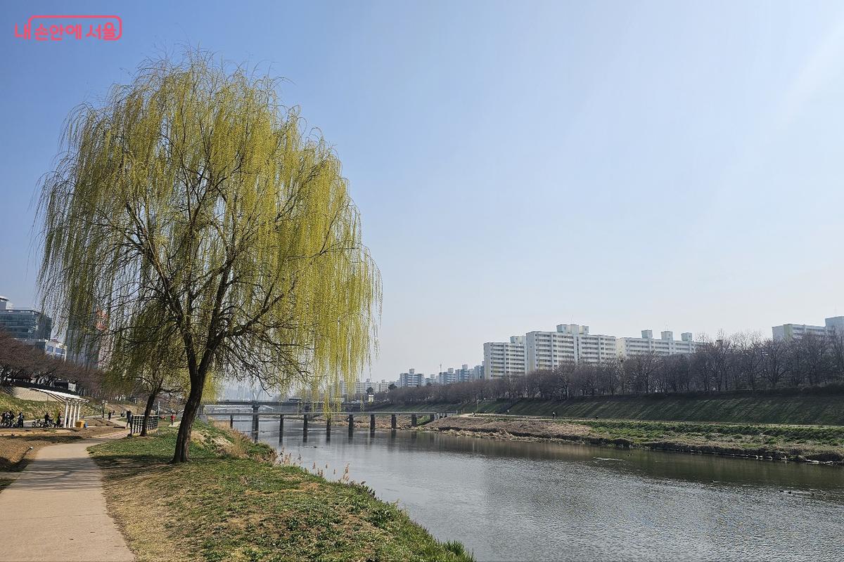 버드나무가 늘어진 안양천 물길, 봄 풍경의 대표적인 장면 &copy;김도희