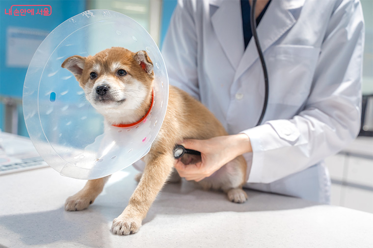 서울시가 취약계층의 반려동물 의료비를 지원하는 &lsquo;우리동네 동물병원&rsquo; 사업을 3월부터 시작한다.
