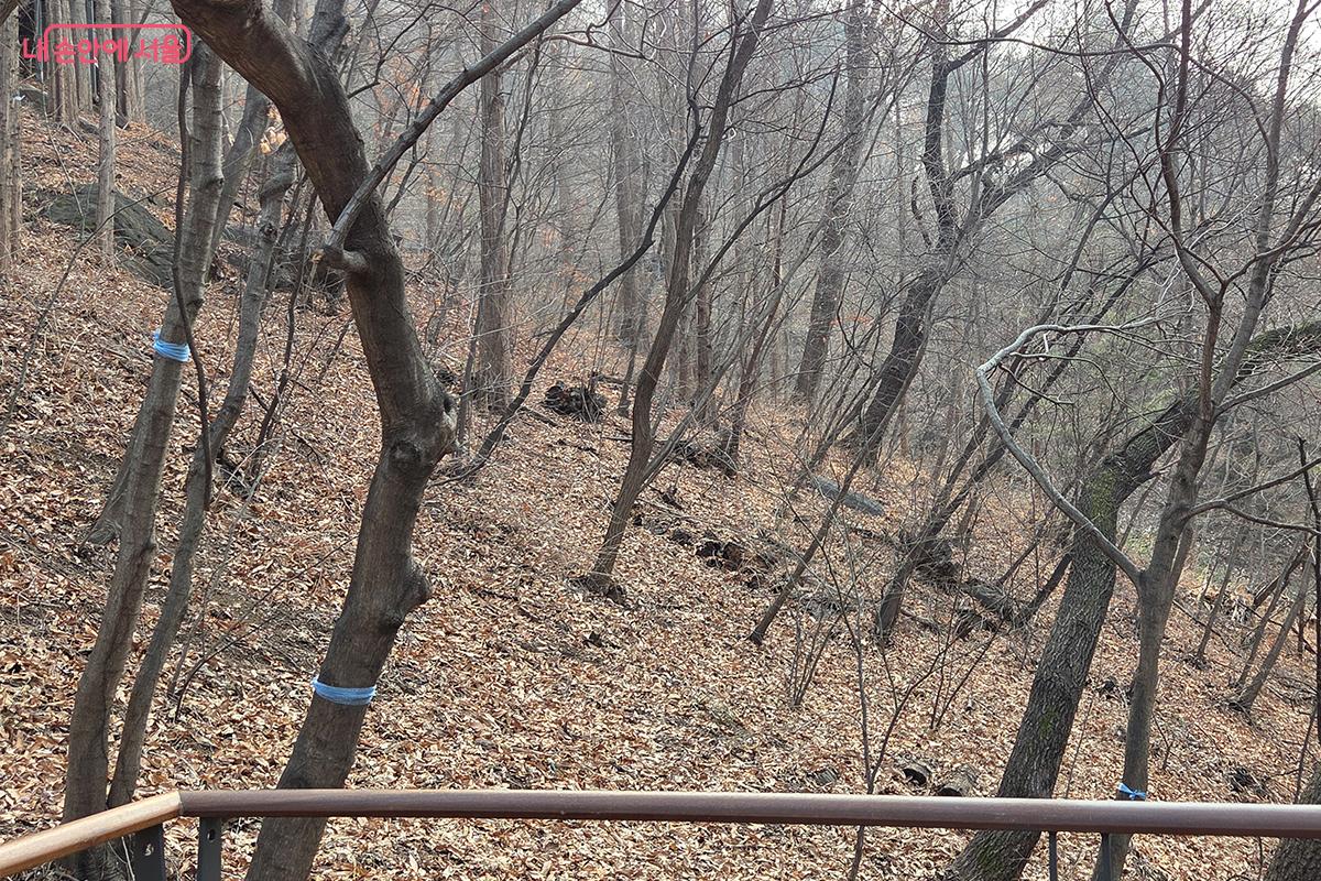 남산 하늘숲길 설계 과정에서 나무에 묶어 동선을 표시한 가느다란 끈 &copy;이다현