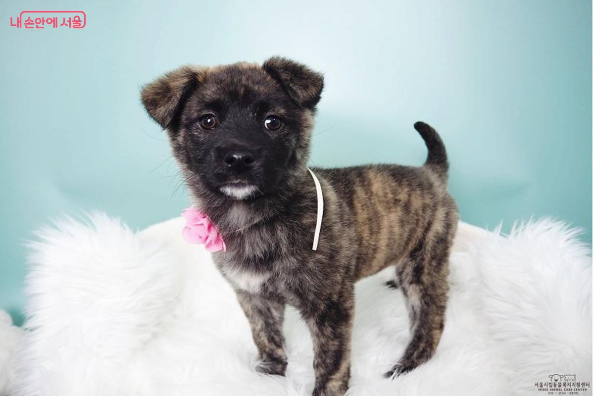 호피무늬로 감싼 꼬꼬마 강아지 '나린'이가 가족을 기다리고 있다. (암컷/4개월/믹스) &copy;동대문센터