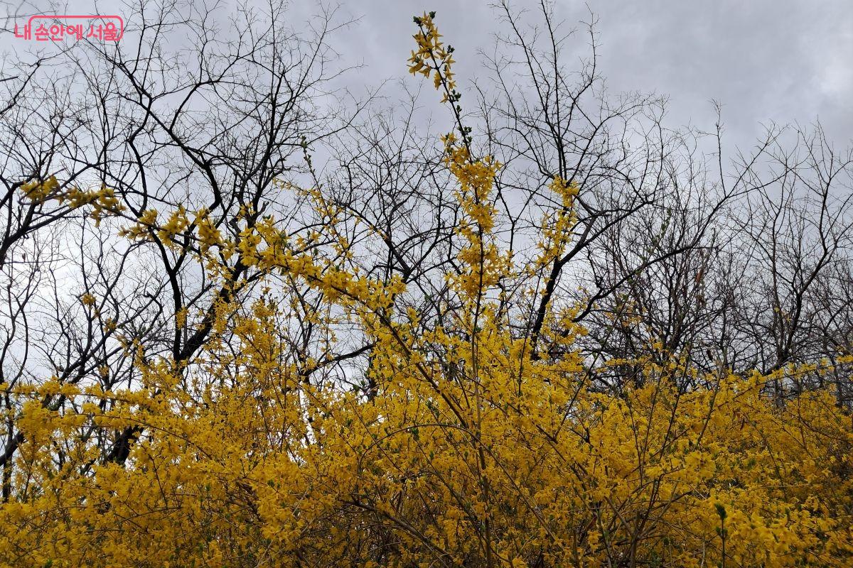 북한산 자락길 힐링 산책 코스를 따라 활짝 핀 개나리 ©장형진