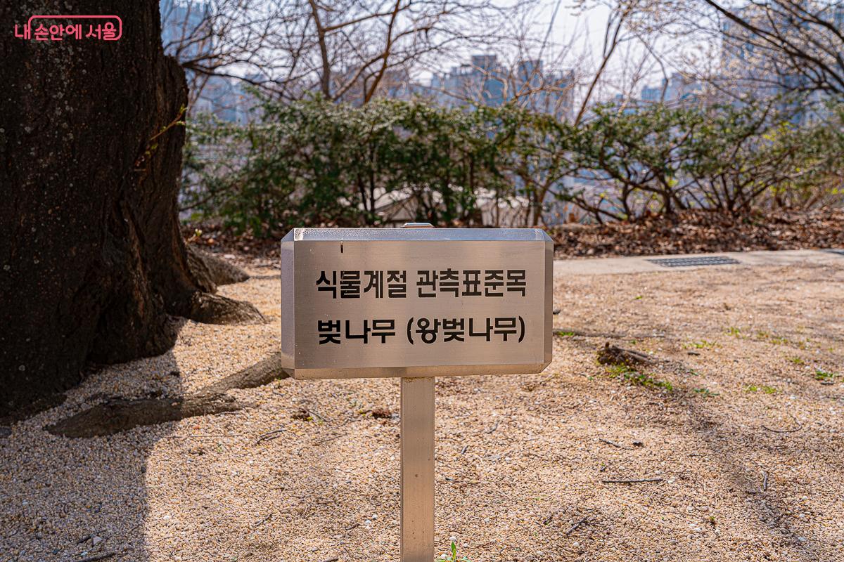 표준목이 되는 왕벚나무를 확인할 수 있다. ©김지연