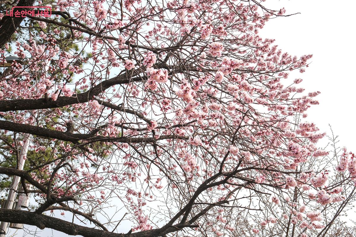 4월 초순이면 더욱 만개한 벚꽃까지 구경할 수 있을 듯하다. &copy;박우영
