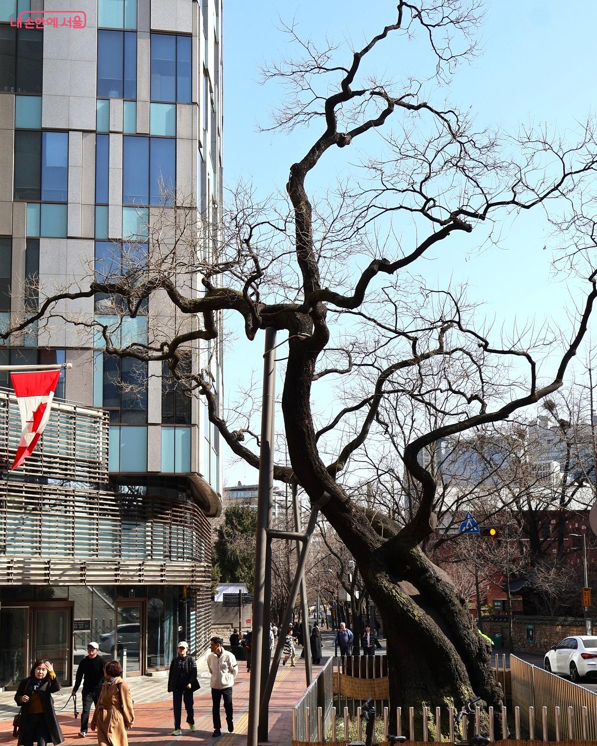 캐나다대사관(구 벨기에 영사관 터) 앞 500년 넘은 회화나무가 자리를 지키고 서 있다. &copy;이봉덕