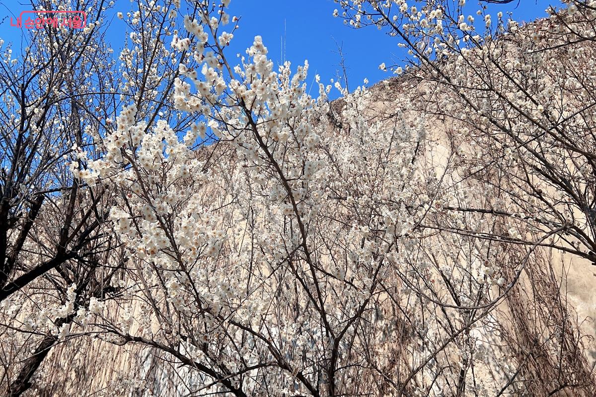 만개한 백매화 ⓒ백진숙