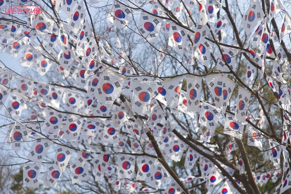 나뭇가지에 수많은 태극기가 달려 마치 '태극 트리'를 보는 것 같다. &copy;서지희 