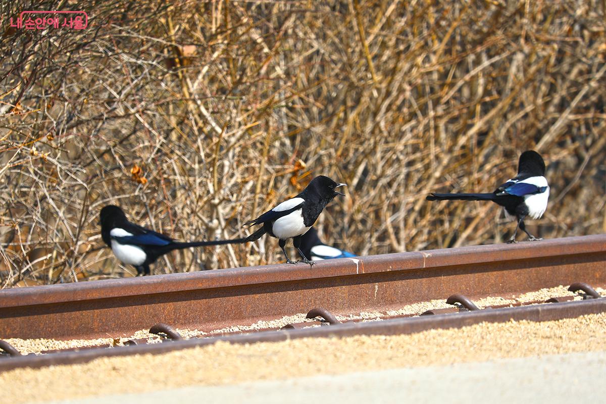 봄기운을 만끽하는 공원 내 까치들 &copy;김주연