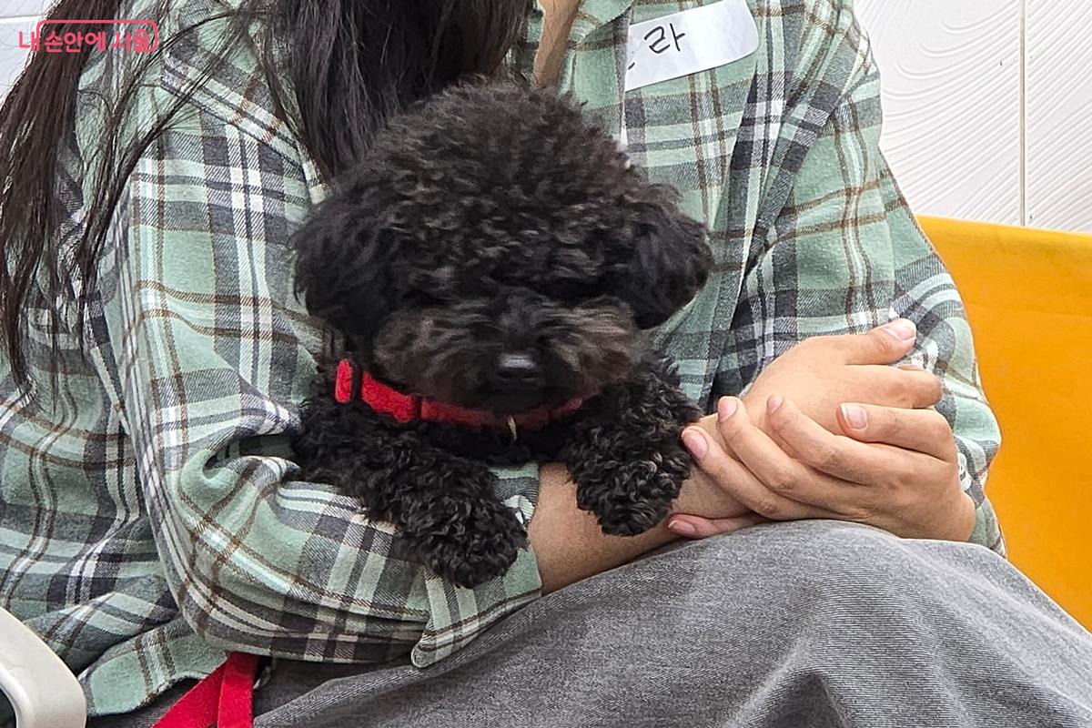 내 강아지에게 교육이 필요한지 고민된다면, 주저없이 신청해보자. &copy;강사랑