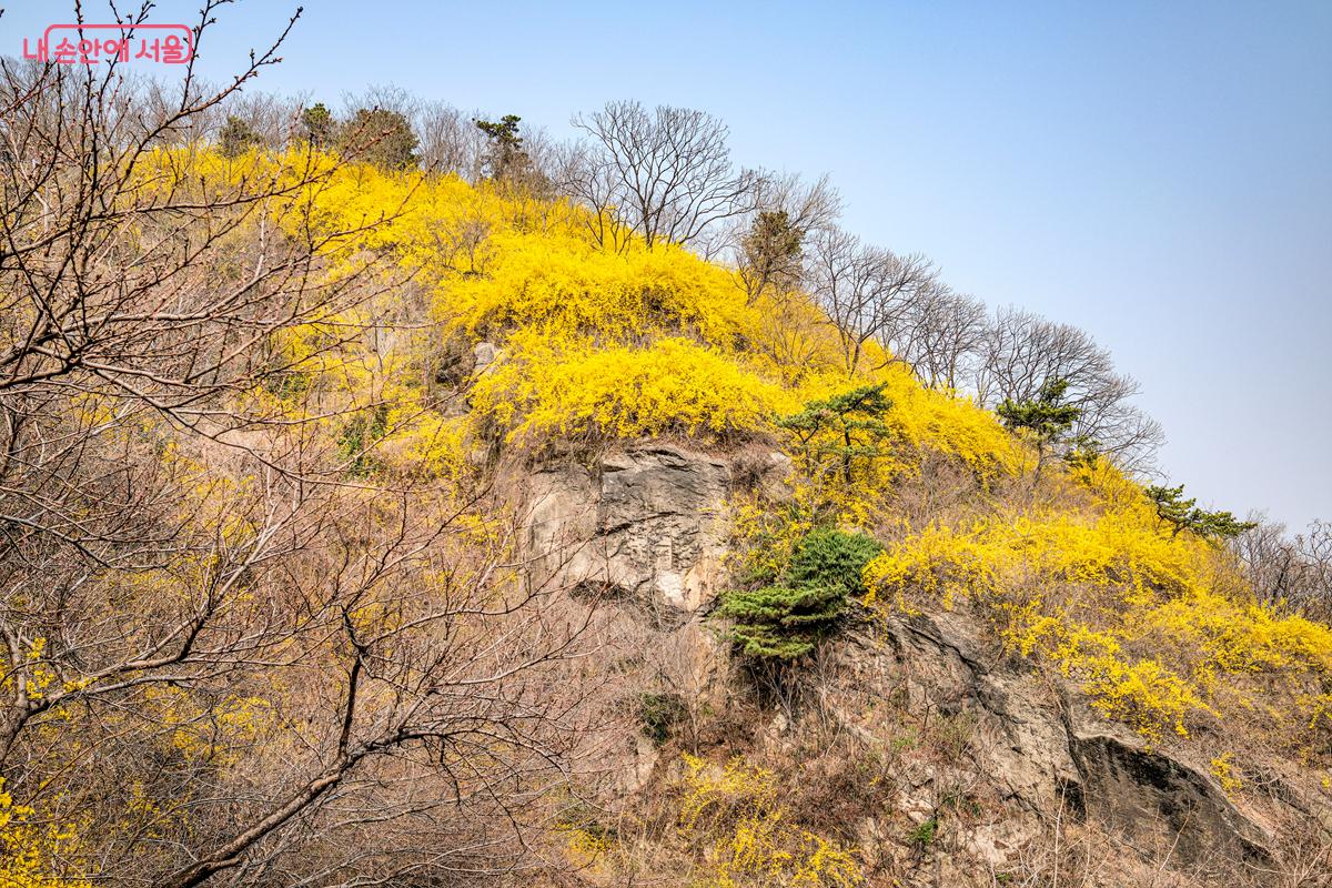 개나리가 만개한 응봉산은 3월 말부터 4월 초가 가장 아름답게 즐길 수 있는 시기다. &copy;박우영