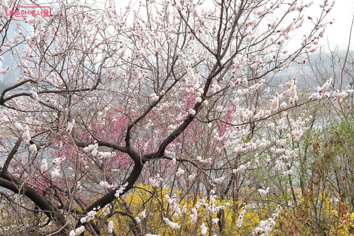 개나리뿐 아니라 이제 막 봉오리를 터뜨린 벚꽃도 볼 수 있다. &copy;박우영