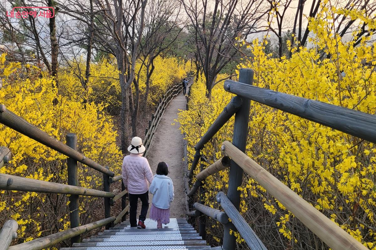 노란 개나리가 만개한 응봉산 산책로를 따라 시민들이 걷고 있다. ⓒ조연
