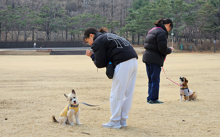 댕댕이 행동교정, 셀프미용&hellip;'반려동물 시민학교'서 배워보개